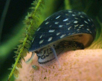 Theodoxus snail: content, reproduction, description, photo
