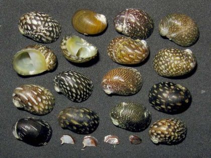 Theodoxus snail: content, reproduction, description, photo