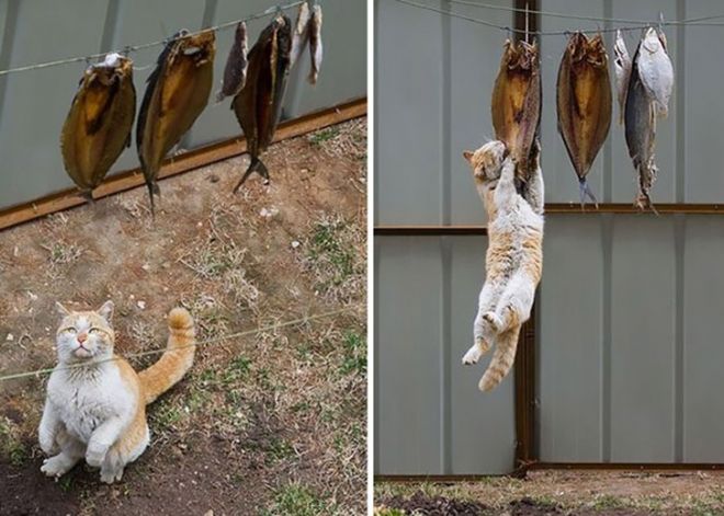 These animals were caught at the crime scene!