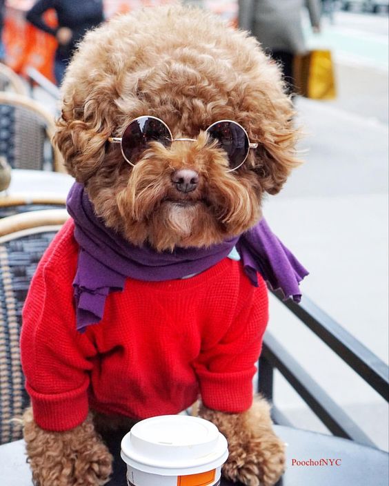 These dogs are so stylish that its even enviable!