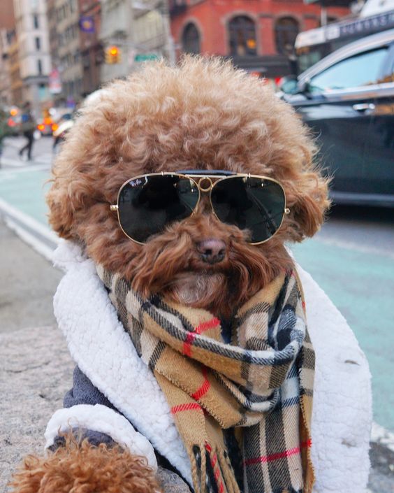 These dogs are so stylish that its even enviable!