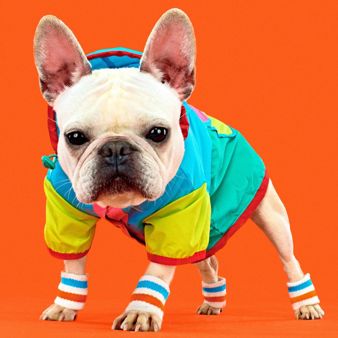 These dogs are so stylish that it&#8217;s even enviable!