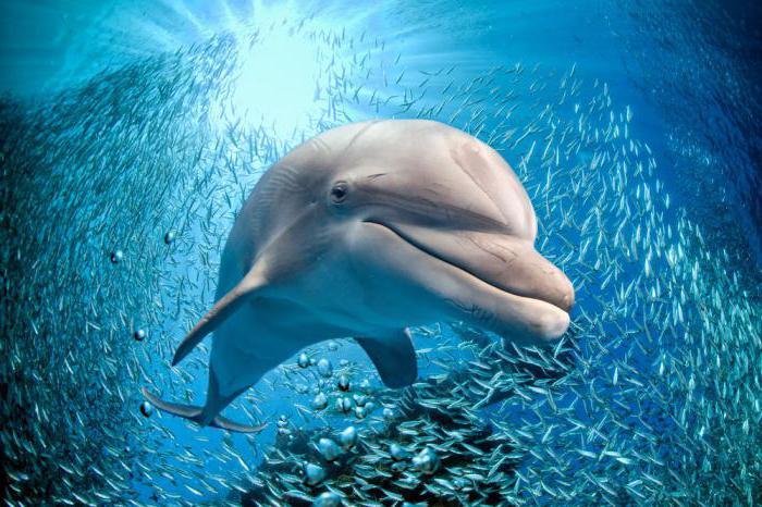 These Dolphin Facts Might Surprise You!