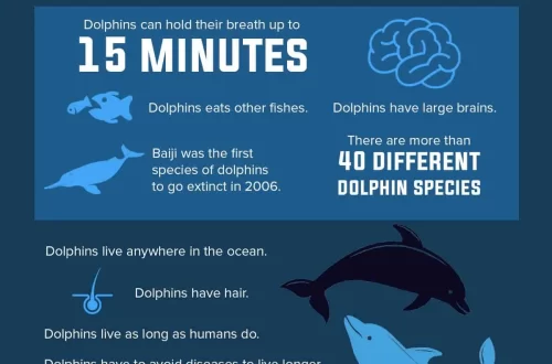 Need delfiinide faktid võivad teid üllatada!