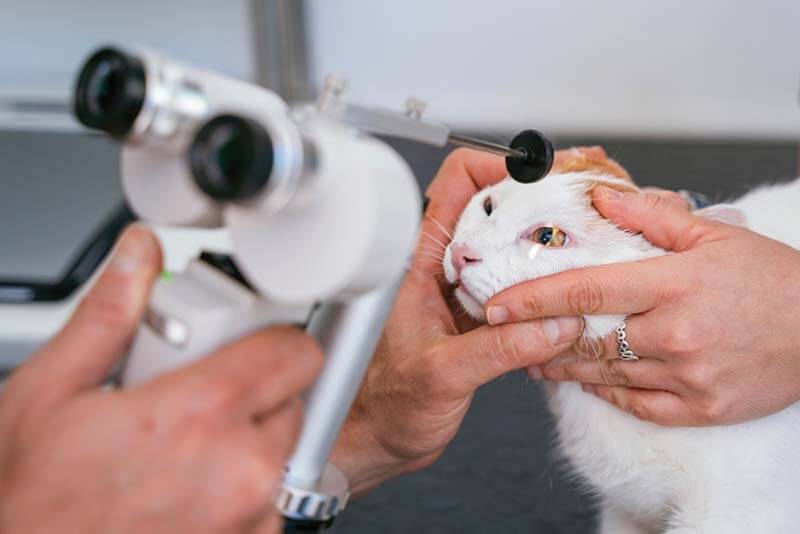 Third eyelid in cats: causes of pathologies and treatment
