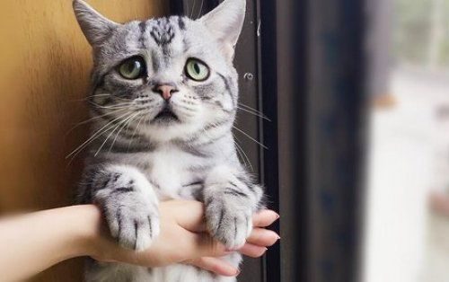 Sellest kassist on saanud Instagrami staar tänu oma kurvale välimusele