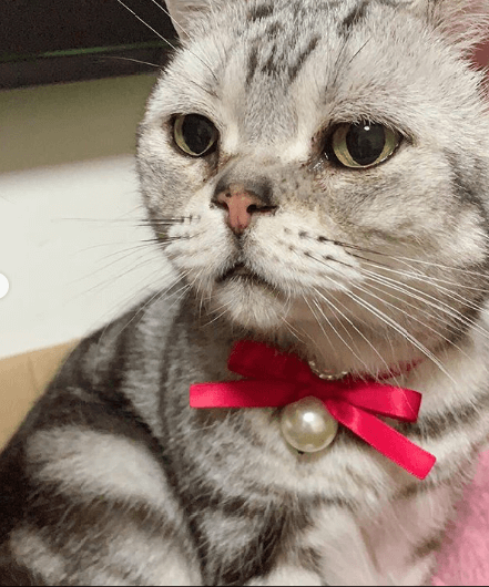 This cat has become an Instagram star thanks to his sad look