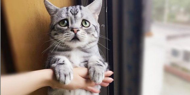 This cat has become an Instagram star thanks to his sad look