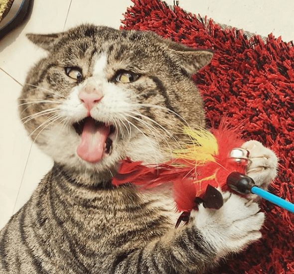 This cat makes faces and makes everyone laugh