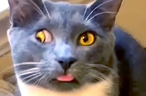 This cat makes faces and makes everyone laugh