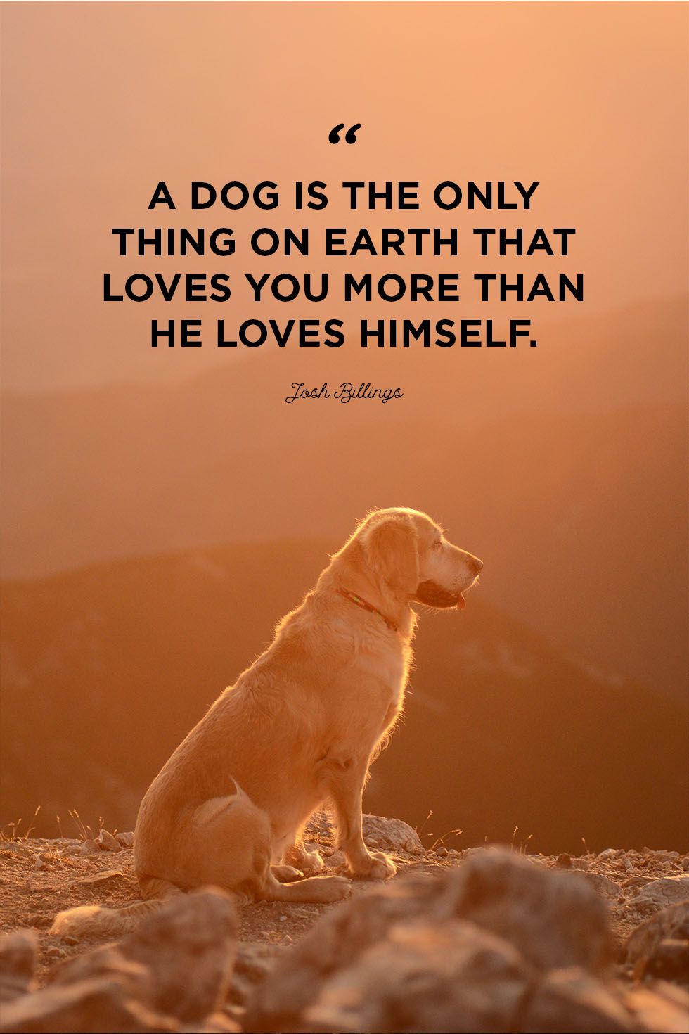 Thoughts of a dog lover