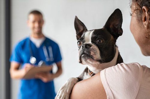 Three especially dangerous viral diseases of dogs