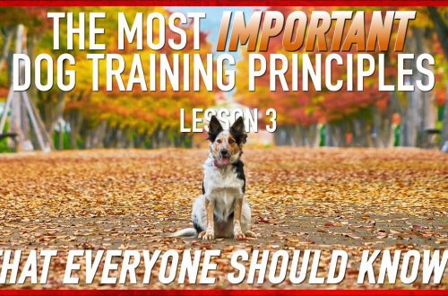 Three main principles of dog training