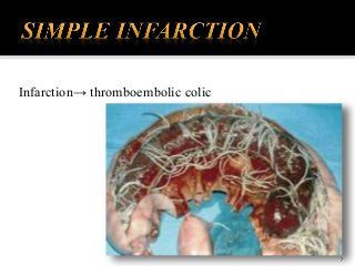 Thromboembolic colic in horses