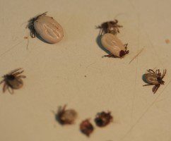 Ticks in a parrot: types, symptoms and treatment