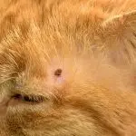 Ticks on a cat. What to do?
