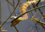 Tiger snake