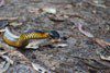 Tiger snake