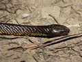 Tiger snake