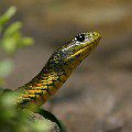 Tiger snake