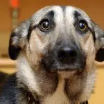 Timid dog