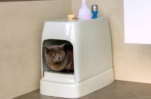 Toilet for cats