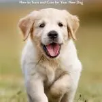 Toilet Training Your Puppy: 7 Helpful Tips from Victoria Stilwell