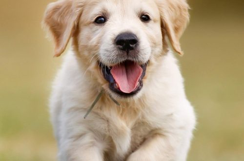 Toilet Training Your Puppy: 7 Helpful Tips from Victoria Stilwell