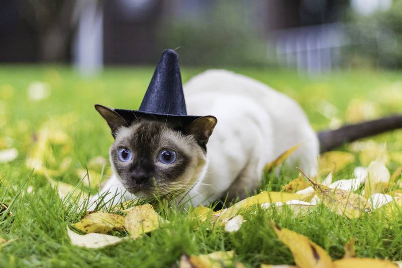 wizard cat