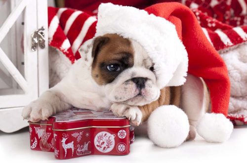 Top 10 božićnih poklona za pse