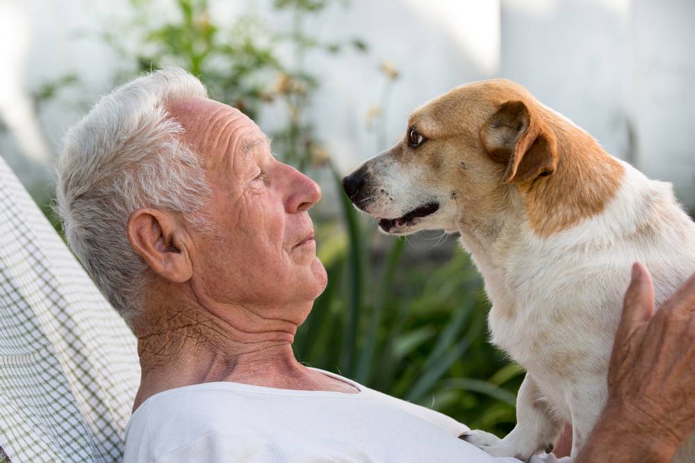 Top 10 Dog Breeds for Seniors