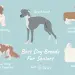 Top 3 breeds for a beginner dog breeder