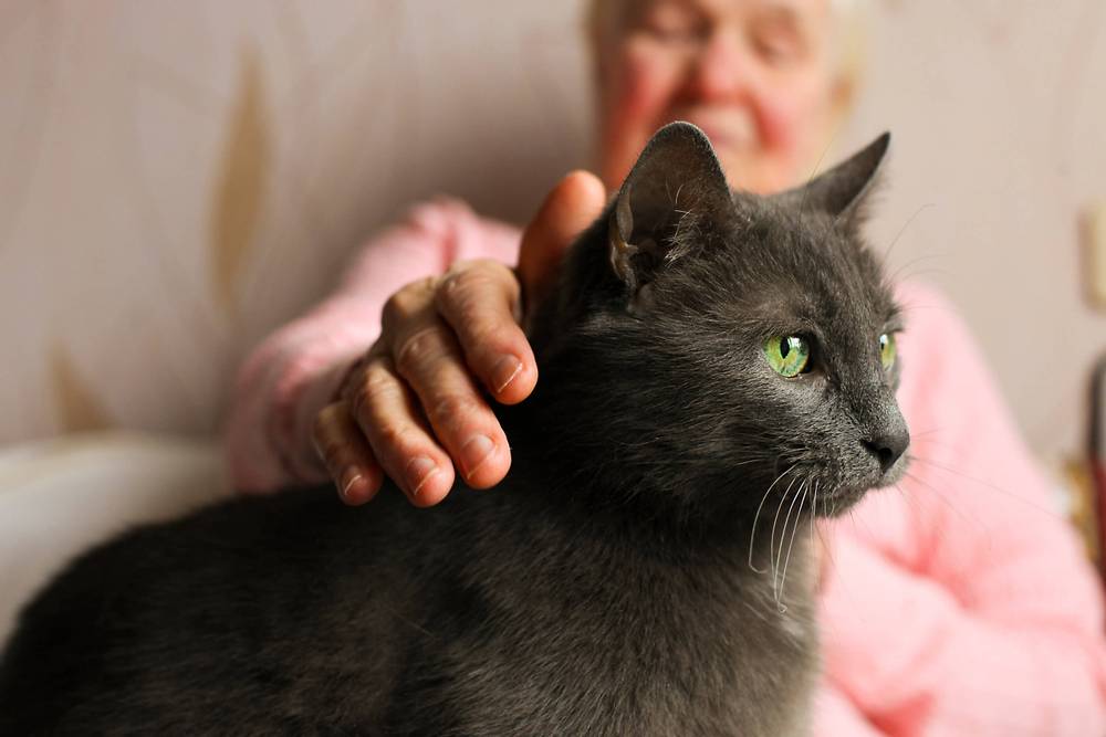 Top 10 longest-lived cat breeds