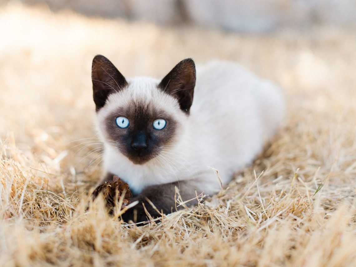 Top 10 longest-lived cat breeds