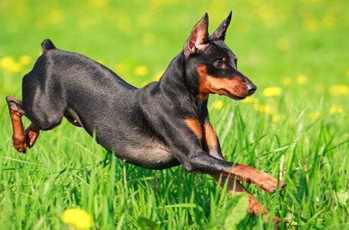 A 10 leghosszabb életű kutyafajta