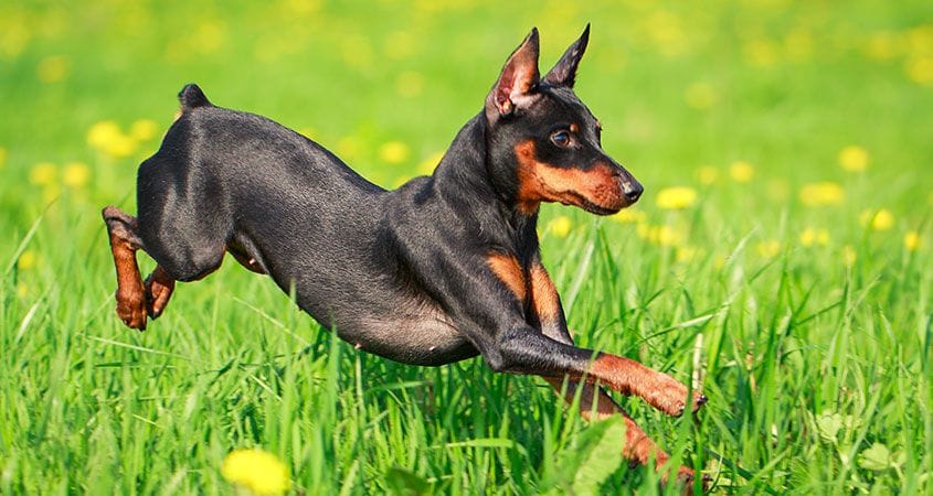 Top 10 longest-lived dog breeds