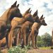 Top 7 Giant Dog Breeds