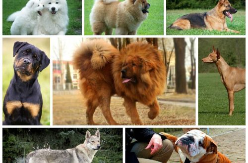 10 kõige kallimat koeratõugu