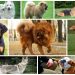 Top 10 longest-lived dog breeds