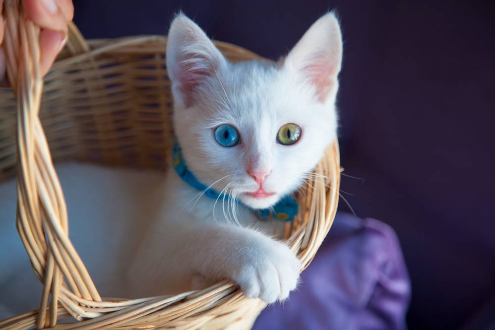 Top 10 most popular cat breeds in Russia