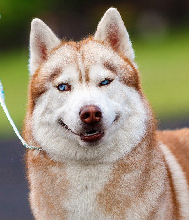 Top 10 Smile Dogs!