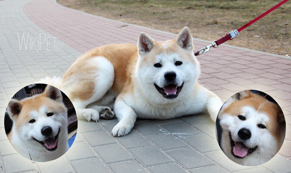 Top 10 Smile Dogs!