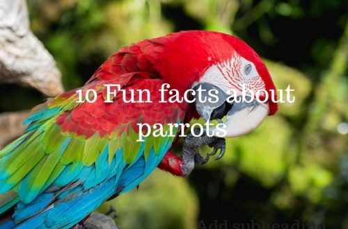 Top 20 most interesting facts about parrots
