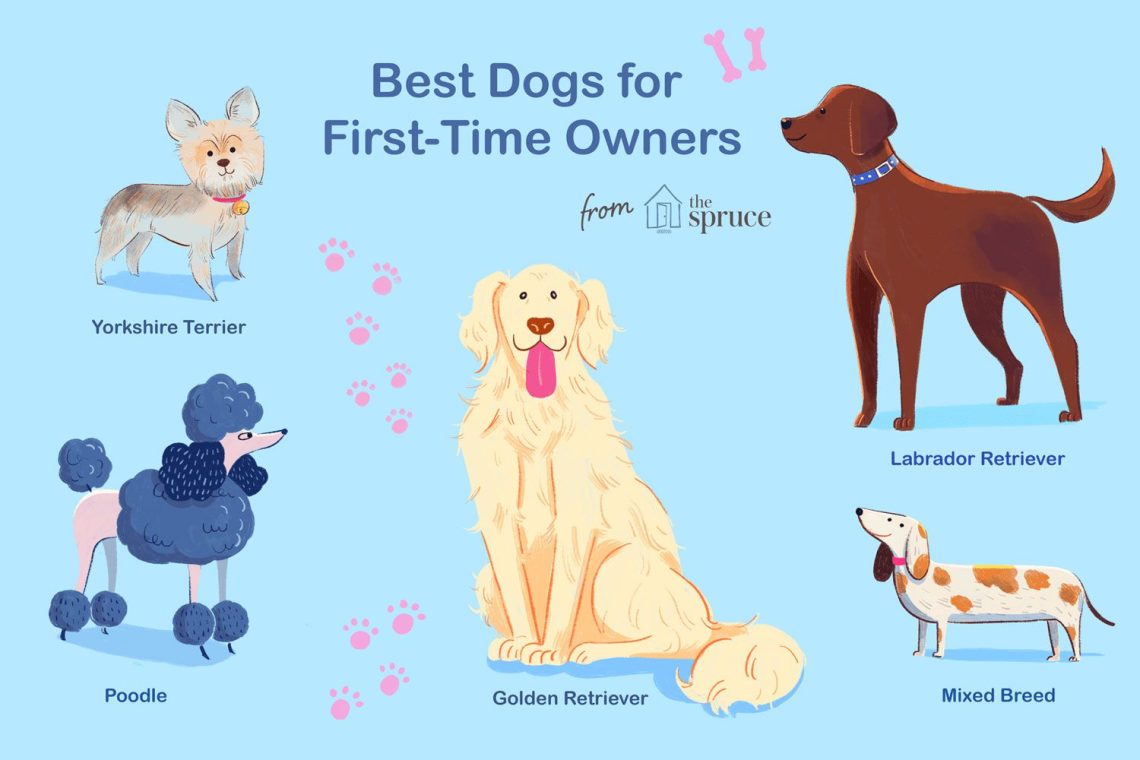 Top 3 breeds for a beginner dog breeder