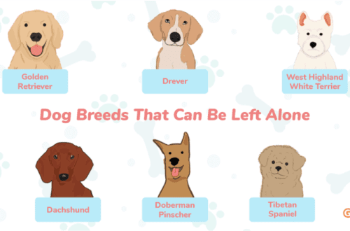 Top 5 dog breeds that can stay home alone for a long time