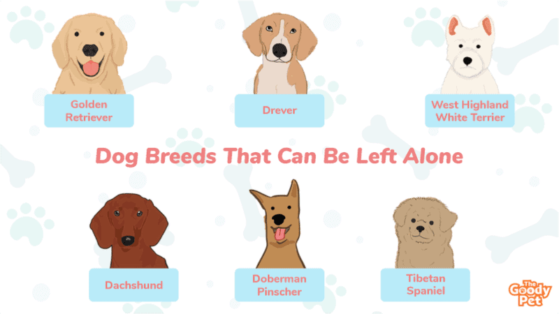 Top 5 dog breeds that can stay home alone for a long time