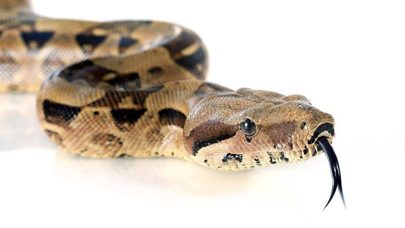 Top 6 Snakes for Beginners