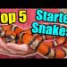 How to keep snakes at home? Quick Guide