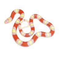 Top 6 Snakes for Beginners