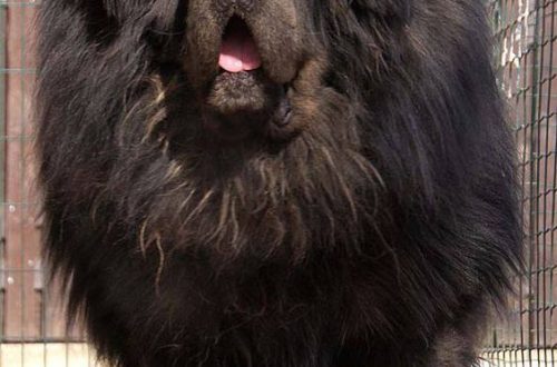 Top 7 Giant Dog Breeds